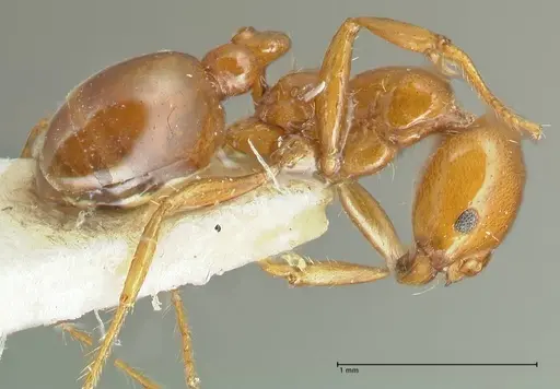 Solenopsis geminata - FOCOL1880