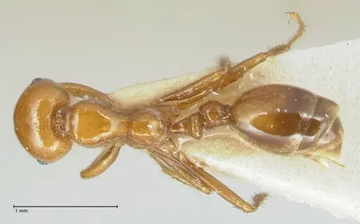 Solenopsis geminata - FOCOL1881