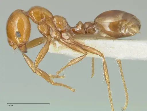 Solenopsis geminata - FOCOL1881