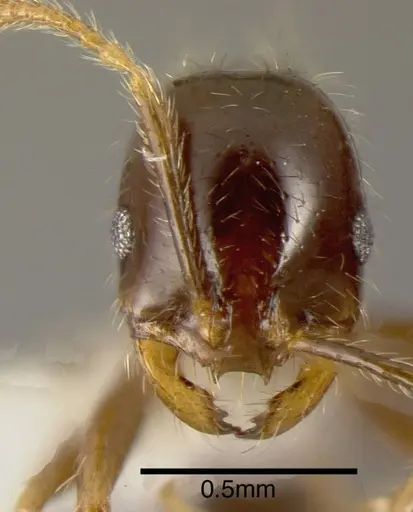 Solenopsis geminata - INBIOCRI001283325