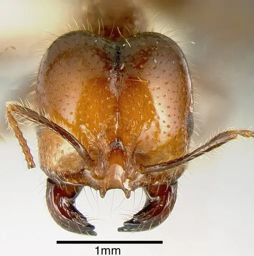 Solenopsis geminata - JTLC000004501