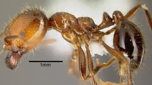Solenopsis geminata - JTLC000004501