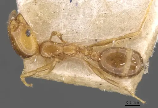 Solenopsis gensterblumi specimen