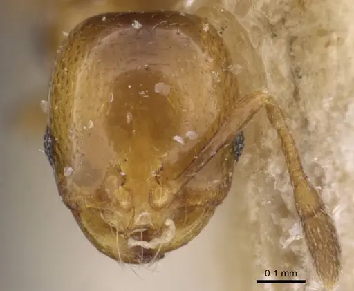 Solenopsis gensterblumi specimen