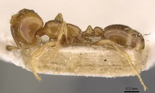 Solenopsis gensterblumi specimen