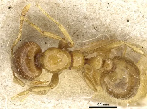 Solenopsis germaini specimen