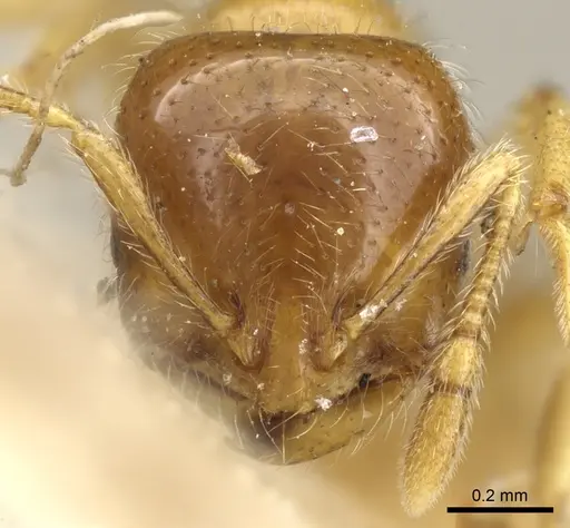 Solenopsis germaini specimen
