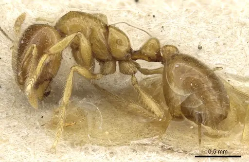 Solenopsis germaini specimen