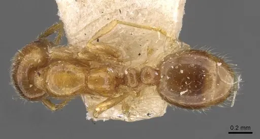 Solenopsis germaini - CASENT0908795