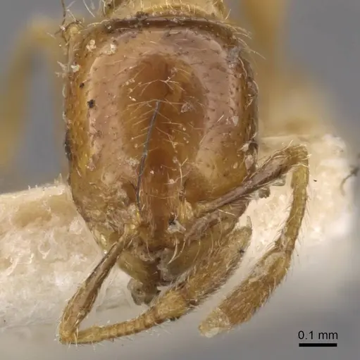 Solenopsis germaini - CASENT0908795