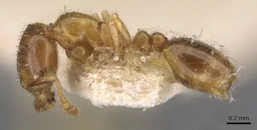 Solenopsis germaini - CASENT0908795