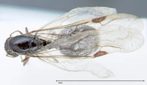 Solenopsis germaini - FOCOL0043