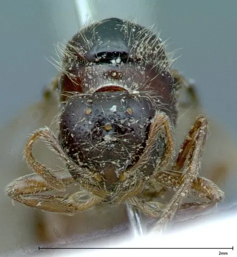 Solenopsis germaini - FOCOL0043