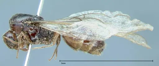 Solenopsis germaini - FOCOL0043