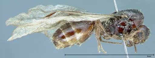 Solenopsis germaini - FOCOL0043