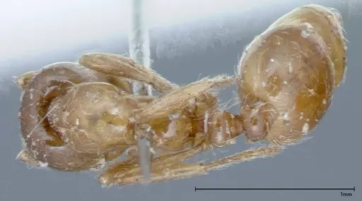 Solenopsis germaini - FOCOL0044