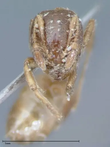 Solenopsis germaini - FOCOL0044