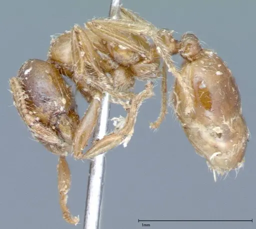 Solenopsis germaini - FOCOL0044