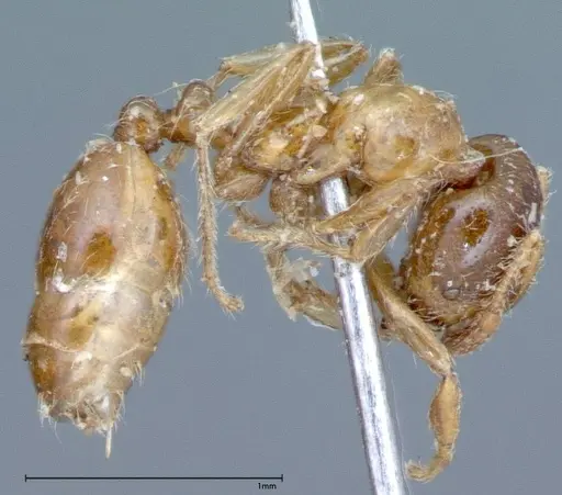 Solenopsis germaini - FOCOL0044