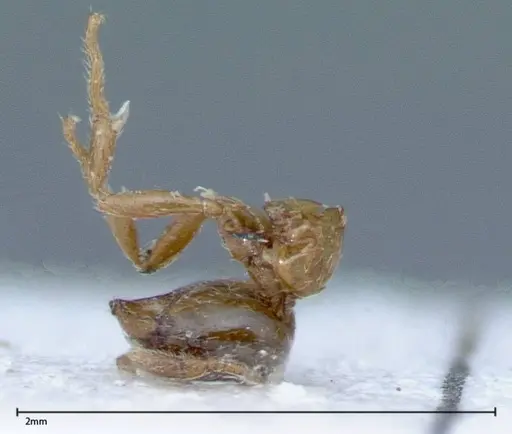 Solenopsis germaini - FOCOL0045