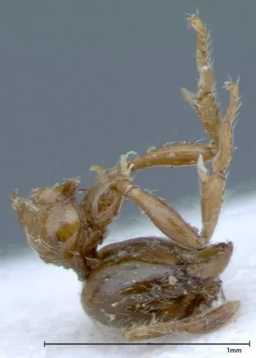 Solenopsis germaini - FOCOL0045