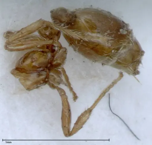 Solenopsis germaini - FOCOL0045