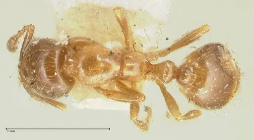 Solenopsis germaini - FOCOL1882