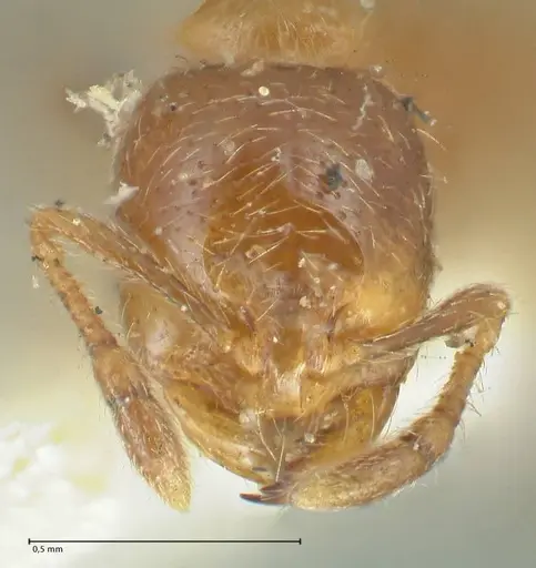 Solenopsis germaini - FOCOL1882