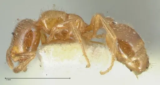 Solenopsis germaini - FOCOL1882