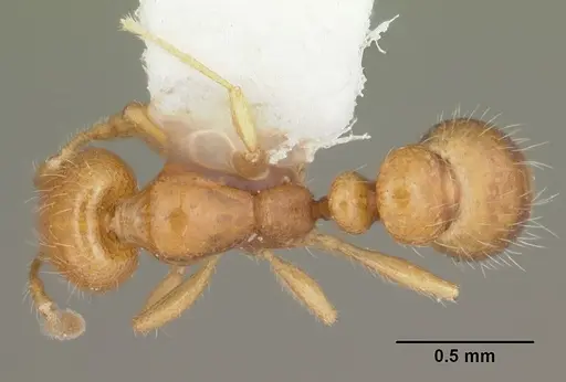 Solenopsis globularia specimen