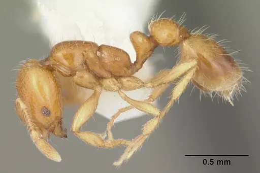 Solenopsis globularia specimen