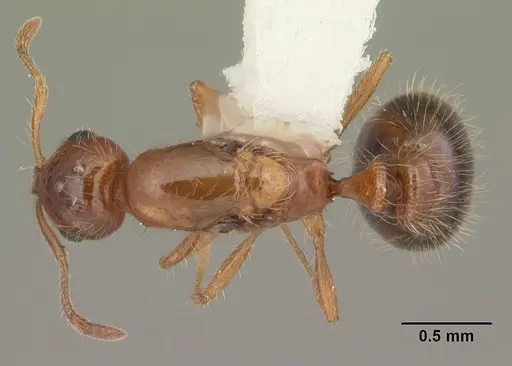 Solenopsis globularia - CASENT0104502