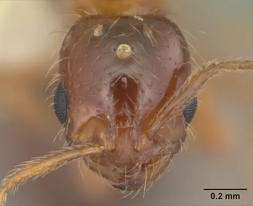 Solenopsis globularia - CASENT0104502