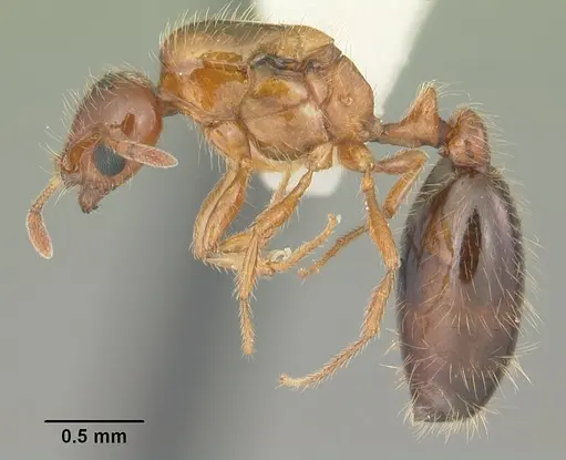 Solenopsis globularia - CASENT0104502