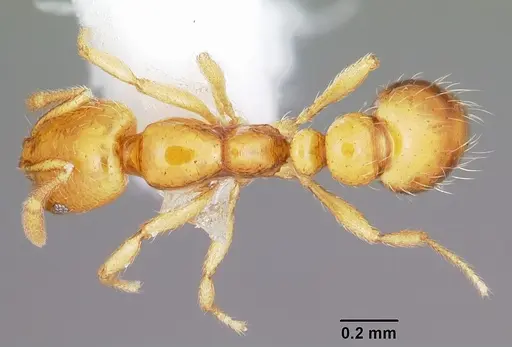 Solenopsis globularia - CASENT0104814