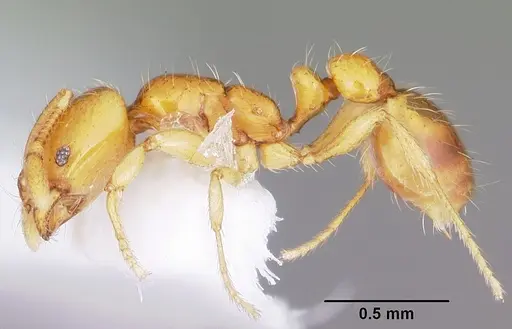 Solenopsis globularia - CASENT0104814