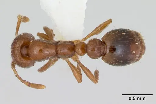 Solenopsis globularia - CASENT0173279