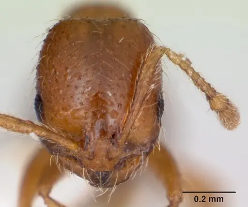 Solenopsis globularia - CASENT0173279