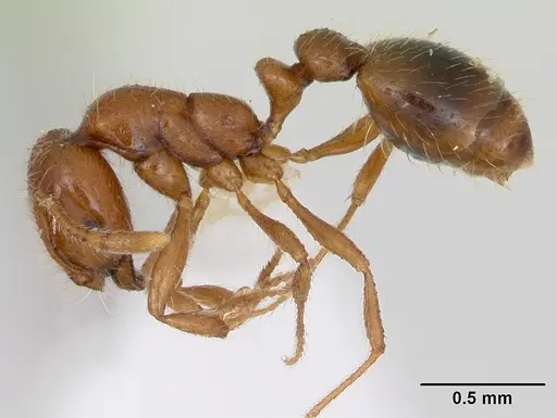 Solenopsis globularia - CASENT0173279