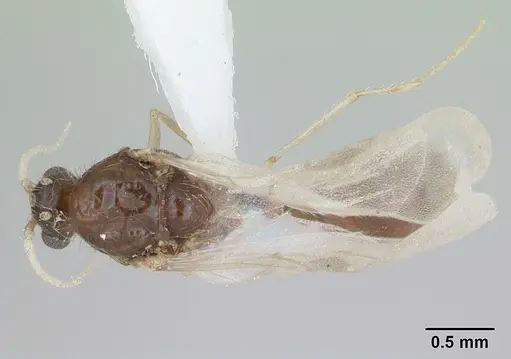 Solenopsis globularia - CASENT0173280