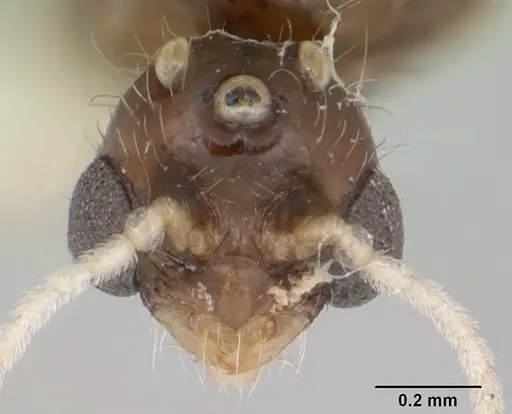 Solenopsis globularia - CASENT0173280