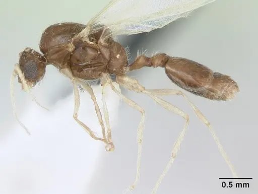 Solenopsis globularia - CASENT0173280