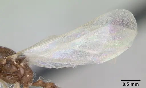 Solenopsis globularia - CASENT0173280