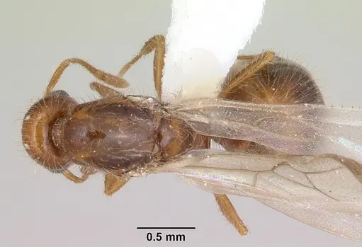 Solenopsis globularia - CASENT0173281