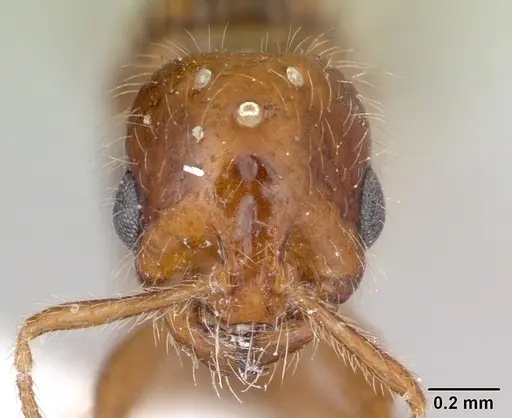 Solenopsis globularia - CASENT0173281