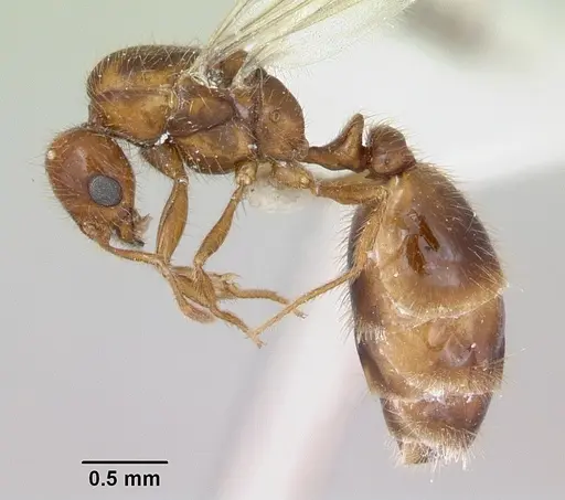 Solenopsis globularia - CASENT0173281