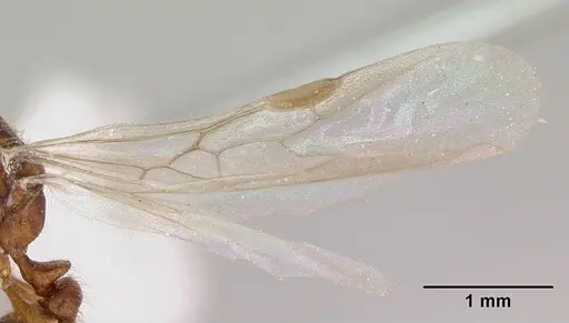 Solenopsis globularia - CASENT0173281