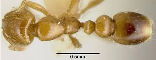 Solenopsis globularia - CASENT0636195