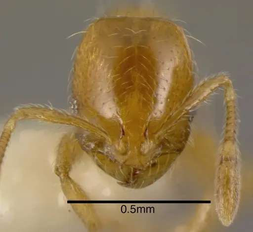 Solenopsis globularia - CASENT0636195