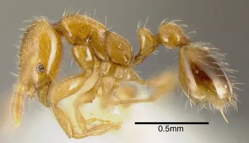 Solenopsis globularia - CASENT0636195